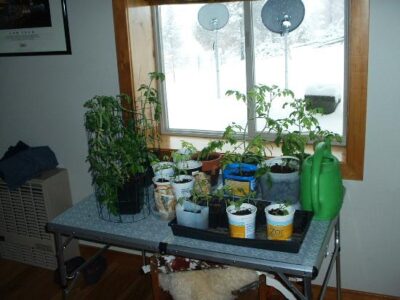 Living Off Grid – How  we grow winter vegetables Image